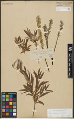 Foto von Salix repens L. x Salix viminalis L.